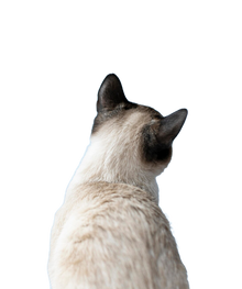 Customer service image