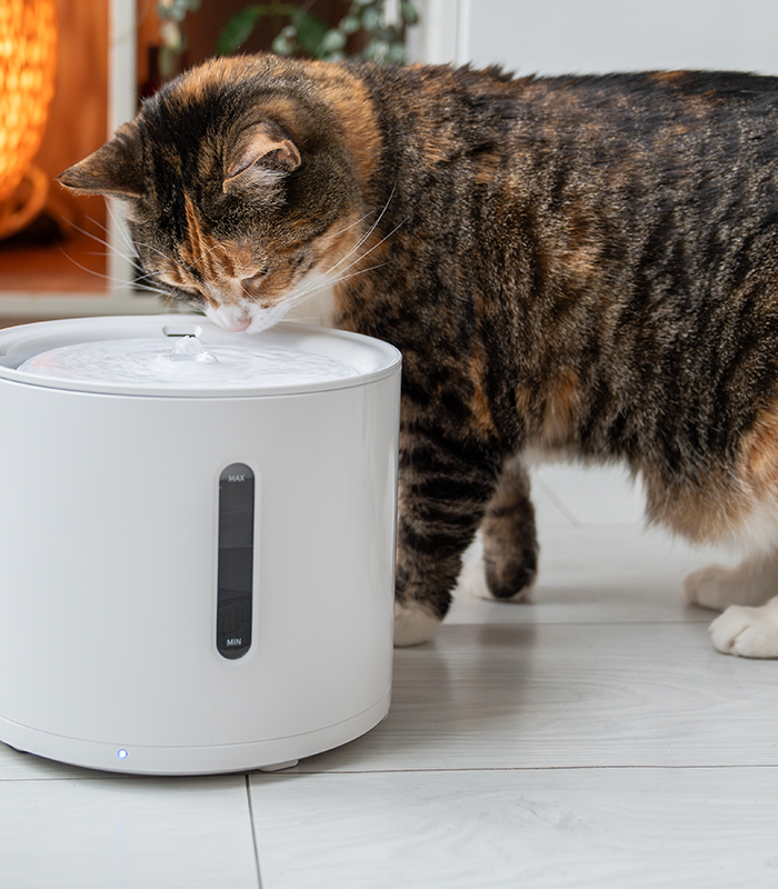 <h2>"Keep mealtime fresh & fuss-free – the smart way to feed your cat, only at Kitty’s Corner!"</h2>